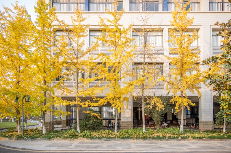 重慶大學(xué)校園內(nèi)，銀杏裝點秋日風(fēng)景。劉琪攝 