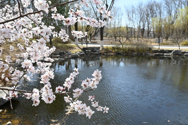 北京工商大學(xué)湖泊旁，桃花盛開。胡欣然攝