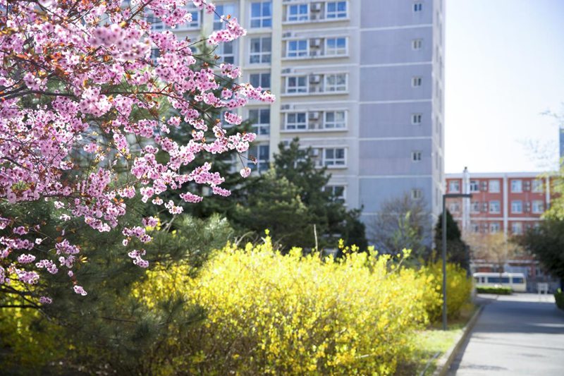 北京科技大學(xué)校園內(nèi)，春花爛漫。王占奎攝