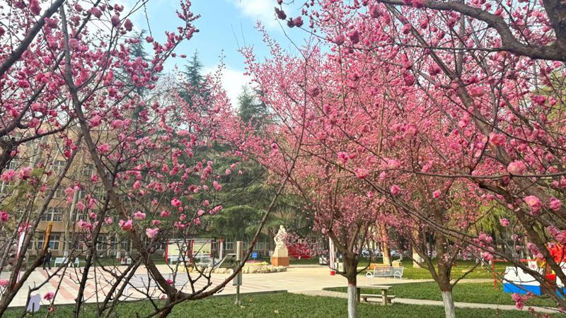 春拂桃柳，西安石油大學鐵人廣場披上嶄新春衣。馬效鋒攝