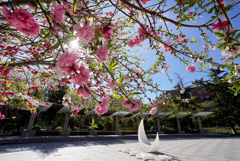 首都經(jīng)濟(jì)貿(mào)易大學(xué)里陽光明媚，春日暖陽傾灑校園。曹海鵬攝