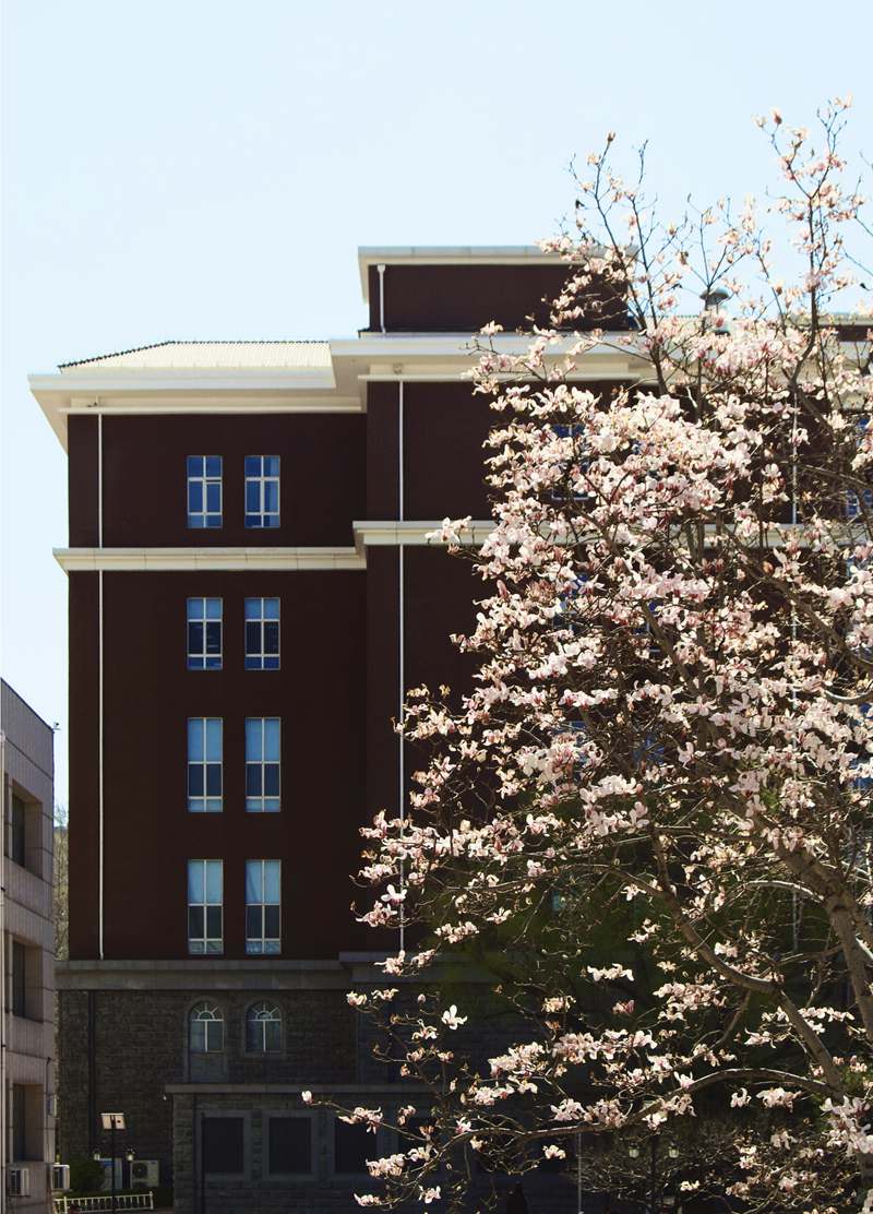 對外經濟貿易大學校園內，玉蘭添香。呂妍攝