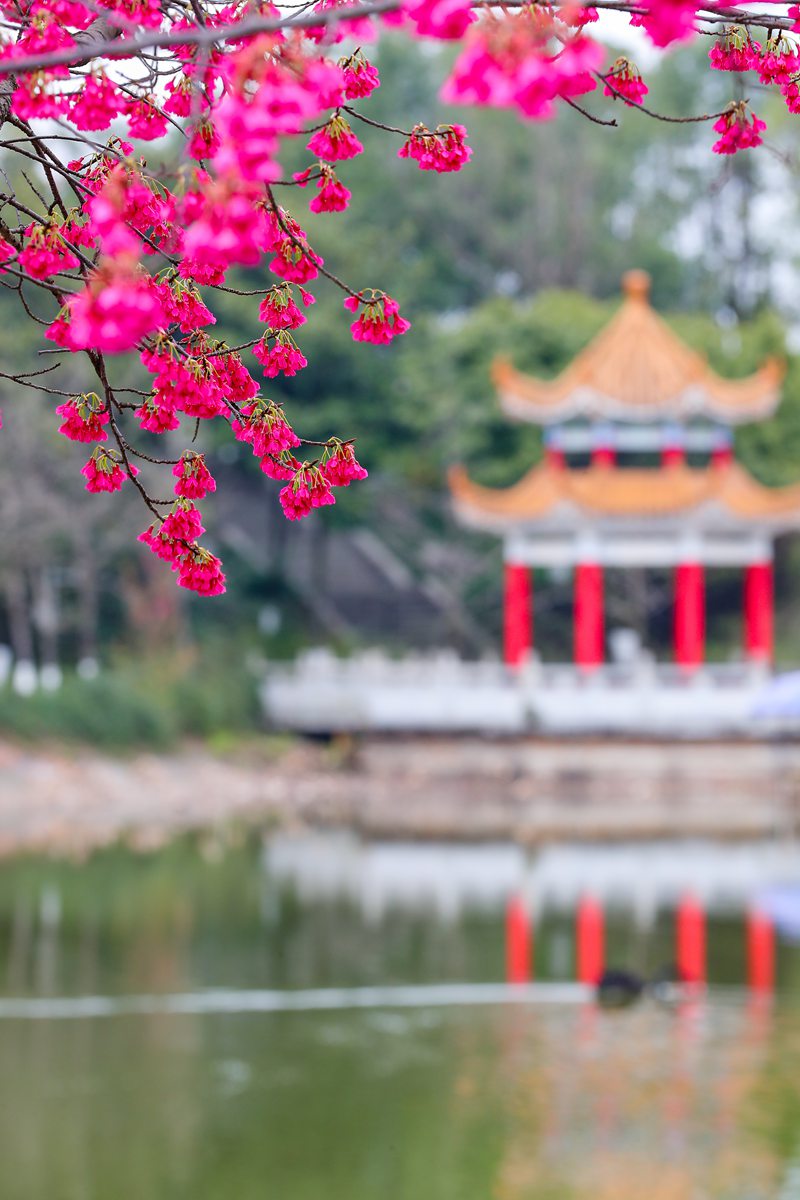 西南政法大學(xué)內(nèi)，毓秀湖邊春風(fēng)拂面。荊仁科攝
