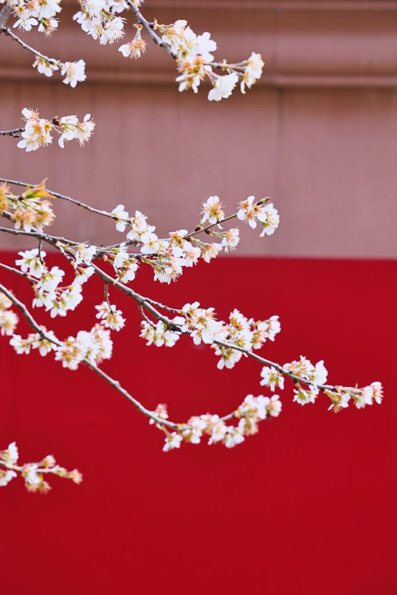 中南財(cái)經(jīng)政法大學(xué)，紅墻白花映出早春圖景。崔楨楨攝