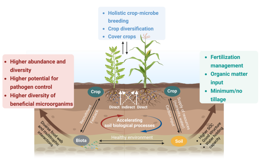 示意圖為基于植物-土壤反饋理念的土壤健康管理技術(shù)。校方供圖