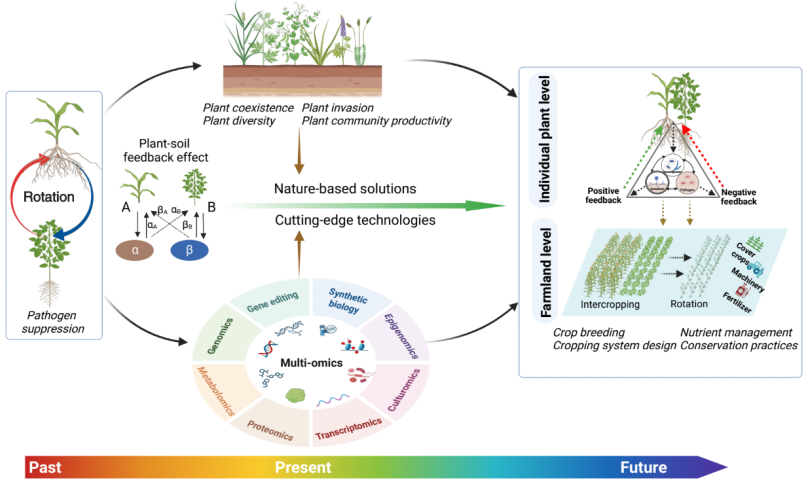 植物-土壤反饋助推農(nóng)業(yè)可持續(xù)發(fā)展示意圖。校方供圖