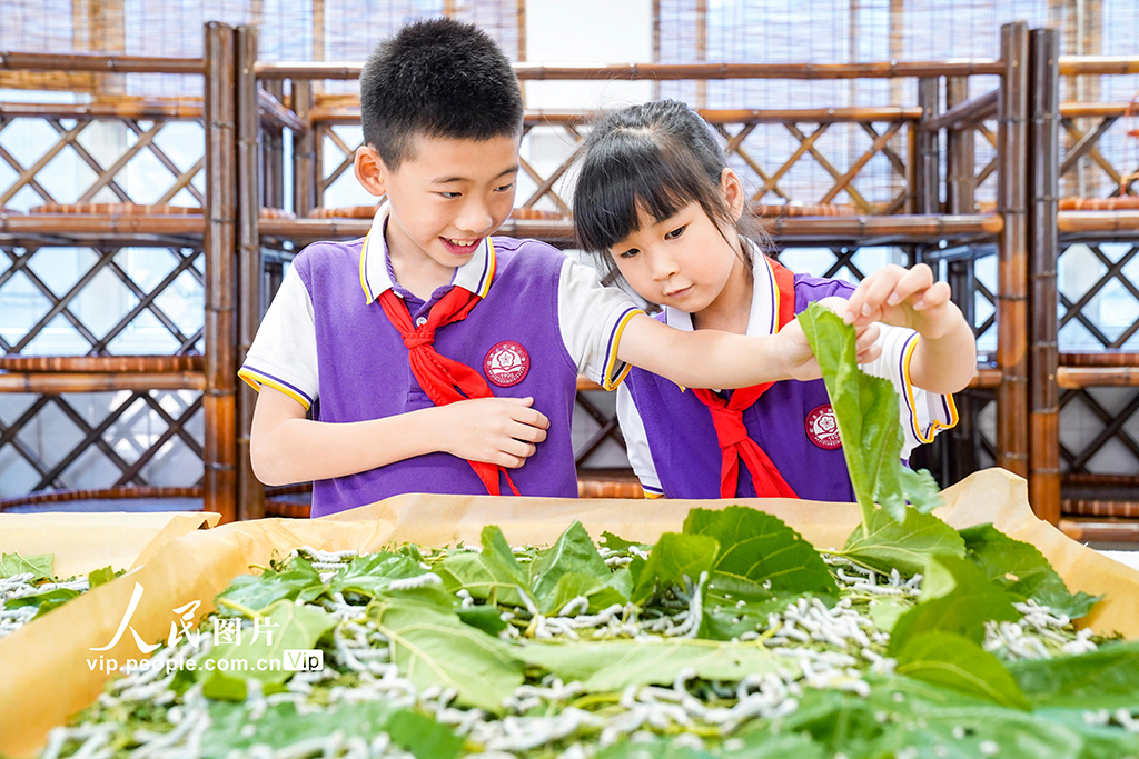 浙江安吉：桑蠶文化進校園【2】