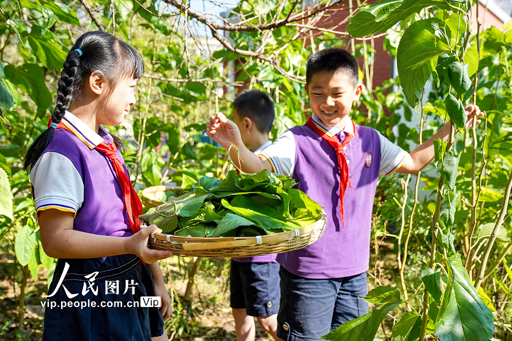 浙江安吉:桑蠶文化進(jìn)校園【5】