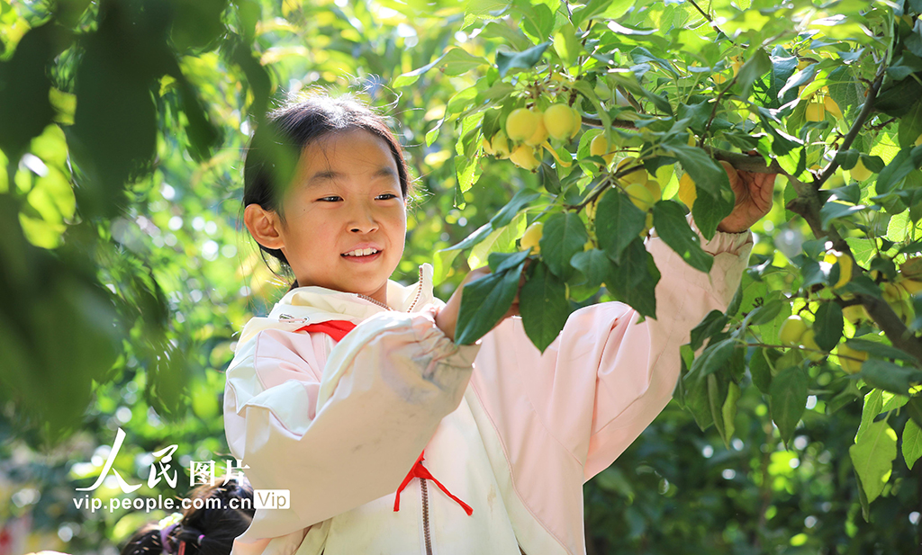 甘肅民樂(lè)：校園“豐收節(jié)”【3】