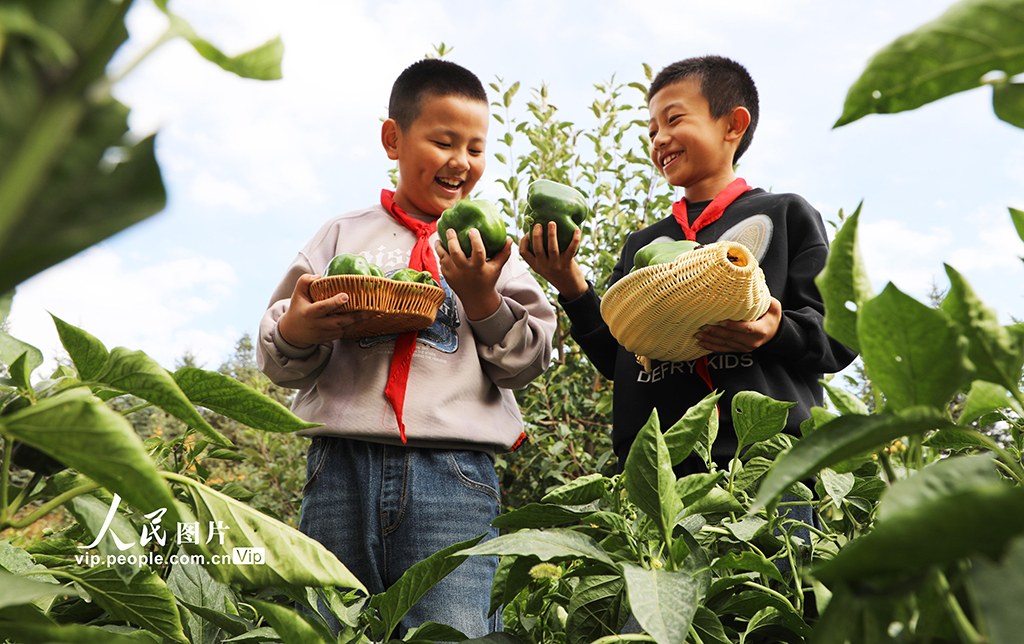 甘肅民樂：校園“豐收節(jié)”【5】