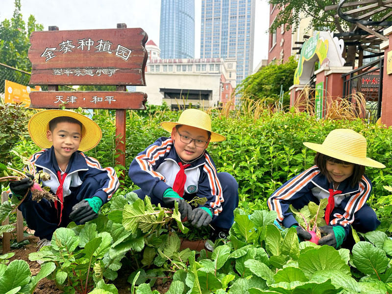學(xué)生們?cè)谛@種植園拔蘿卜。學(xué)校供圖
