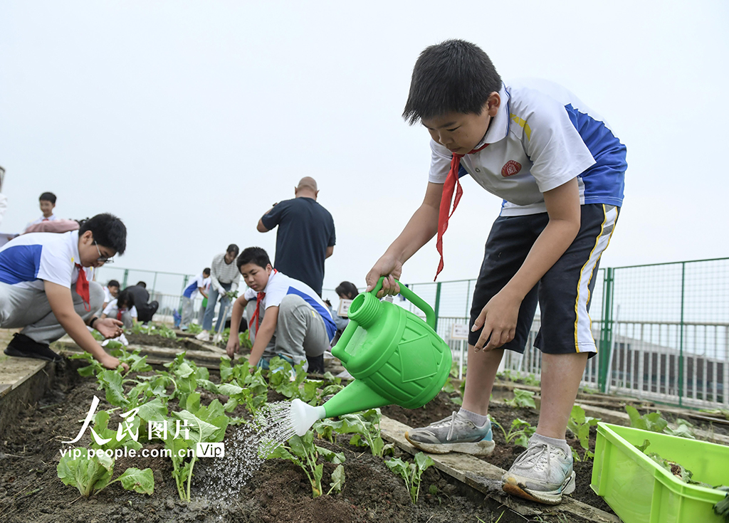 四川成都：校園“空中農(nóng)田”秋種忙【3】