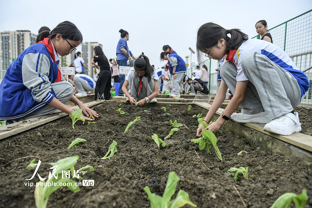 四川成都：校園“空中農(nóng)田”秋種忙【4】