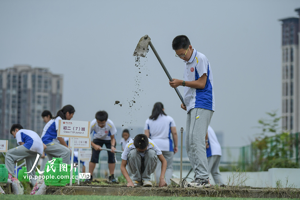 四川成都：校園“空中農(nóng)田”秋種忙【5】