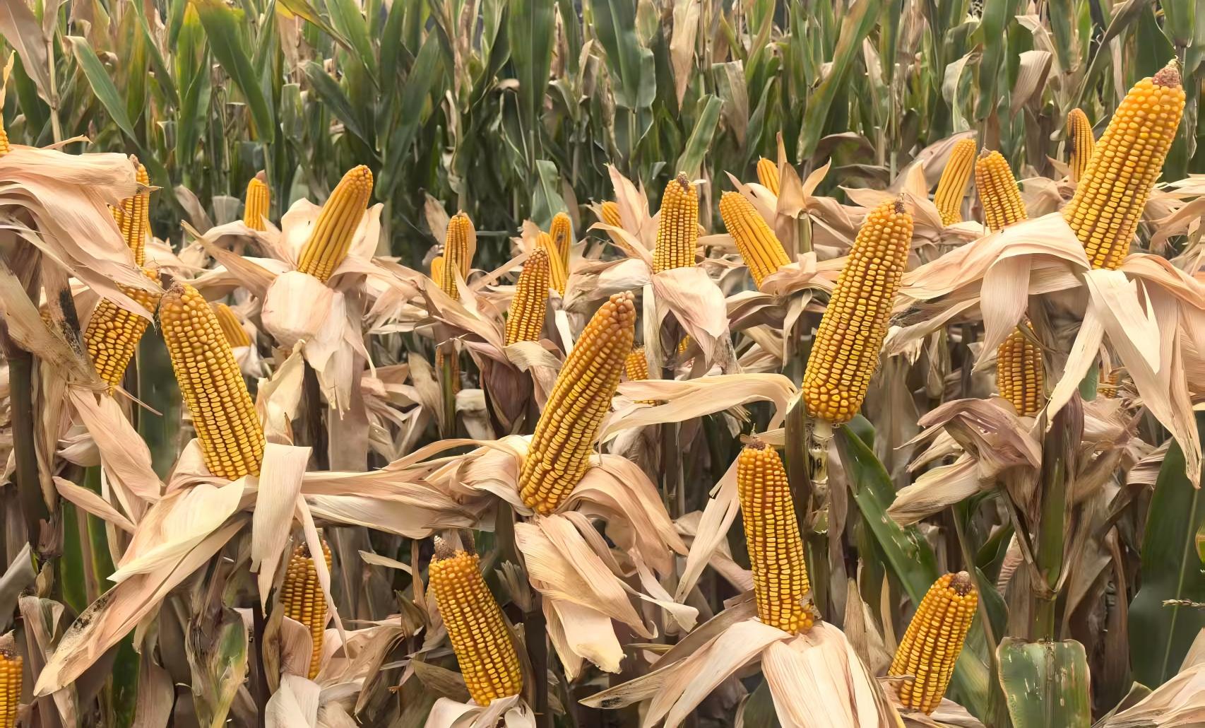 示范田現(xiàn)場。圖片來源：中國農(nóng)業(yè)科學(xué)院作物科學(xué)研究所網(wǎng)站