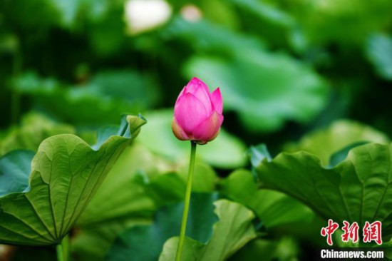 619rֵһꮅI(y)ĴW(xu)У^(q)ɻĺɻʢ_ɞˮI(y)Ĵʥ˱அI(y)D麬ŵĺɻӛ Դ z