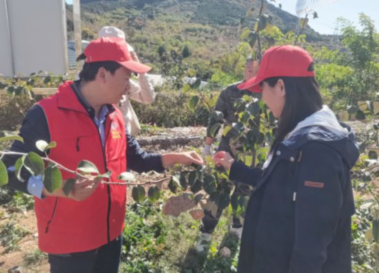 平谷金海湖鎮(zhèn)茅山后博士農(nóng)場負責人任爭光查看果樹病蟲害