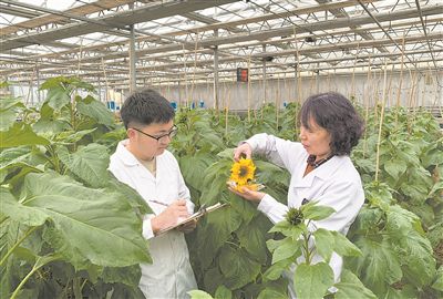 內(nèi)蒙古一家食葵種子企業(yè)的科研人員在現(xiàn)代智能溫室開(kāi)展向日葵抗病害觀察。新華社記者 李云平攝