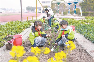 圖為在江蘇省興化市陳堡中心小學(xué)校園內(nèi)的“晨曉農(nóng)場”，學(xué)生和老師一起植樹。新華社發(fā)（史道智攝）