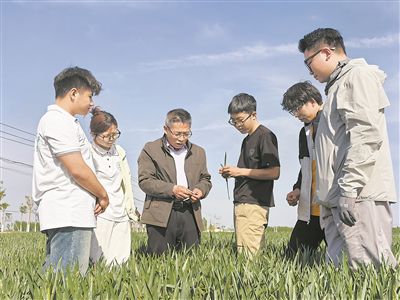 曲周科技小院團(tuán)隊(duì)成員牛新勝（左三）給學(xué)生講解小麥春季管理技術(shù)。中國(guó)農(nóng)業(yè)大學(xué)供圖