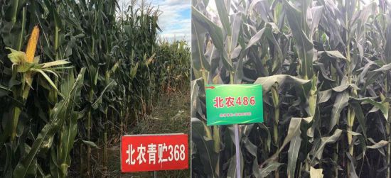 學(xué)校師生團(tuán)隊(duì)自主培育的高產(chǎn)、優(yōu)質(zhì)、多抗、廣適、易制種專(zhuān)用型青貯玉米品種