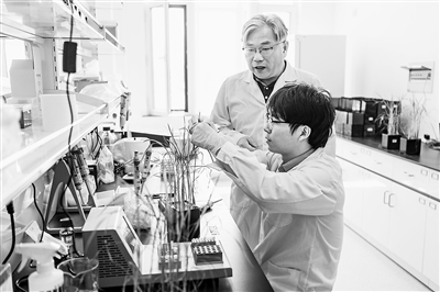 中國水稻研究所北方水稻研究中心科研人員在測試水稻對不同化合物的反應(yīng)。新華社記者 謝劍飛攝