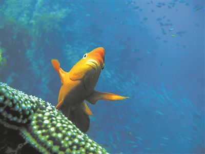 在南加州圣克萊門特島附近，一條加里波第魚在水中懸停。圖片來源：斯克里普斯海洋研究所