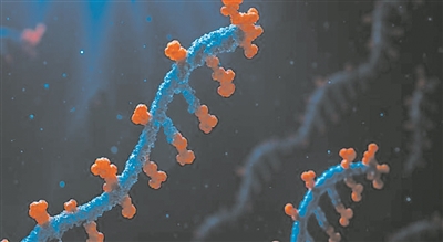 PROTEUS未來可優(yōu)化mRNA療法。圖片來源：澳大利亞悉尼大學