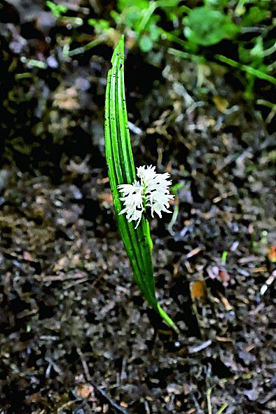 長葉山蘭。重慶陰條嶺國家級自然保護(hù)區(qū)管理事務(wù)中心供圖